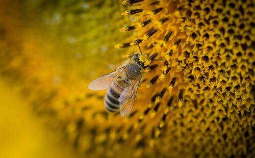 use of honey wound dressing